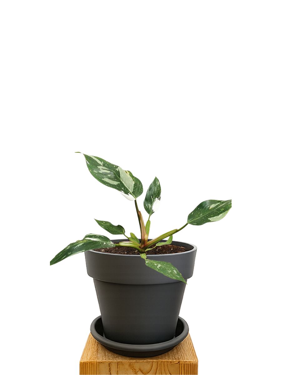 Kit de plantation 18 Anthracite